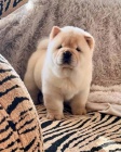 Zdrav� �t���tka Chow Chow k adopci zdarma.