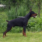 Dobrman �t��ata na prodej