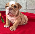  kr�sn� �t��ata anglick�ho buldoka  �t��ata