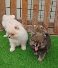 Kr�sn� �ajov� ��lek Pomeranian �t��ata k dispozici