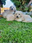 Goldendoodle �t��ata na prodej