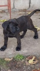 Cane Corso �t��ata