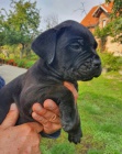 Cane Corso �t��ata