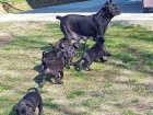 Cane Corso �t��ata