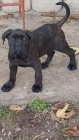 Cane Corso �t��ata