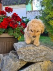 Labradoodle �t��ata