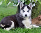 �t��ata sibi�sk�ho huskyho k adopci