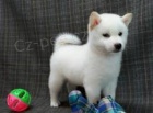 Prod�m �t��ata Shiba Inu