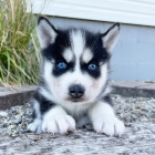 Prod�m rozko�n� sibi�sk� husky s kr�sn�ma modr�ma o�ima.