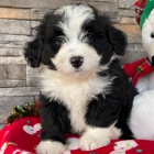 Prodej �t��at Bernedoodle. 