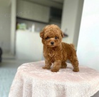 Zdrav� a kr�sn� mini hra�ka �t��ata pejska a fenky pudla na prodej.