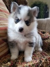 Prod�m kr�sn� �t��ata Pomsky