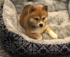 Fantastick� �t��ata shiba inu