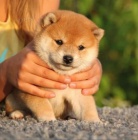 Prod�m o�kovan� a od�erven� �t��ata shiba inu