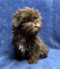 �t��ata Shih Tzu