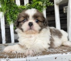 Prod�m mini �t��ata SHIH TZU