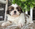 Prod�m mini �t��ata SHIH TZU