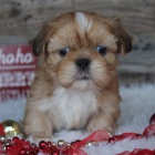 Prod�m mini �t��ata SHIH TZU