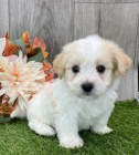 Prod�m roztomil� a zdrav� �t��ata havanese.