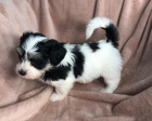 miniaturn� zdrav� �t��ata havanese na prodej.