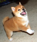 Prod�m �t��ata shiba inu