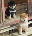 Prod�m roztomil�, o�kovan� a od�erven� �t���tka shiba inu