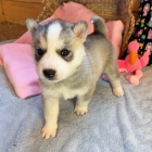 Prod�m roztomil� mini sibi�sk� husky
