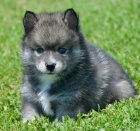 Prod�m �t��ata Pomskies