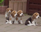 Prod�m kr�sn� a rozko�n� �t���tka BEAGLE MINI.