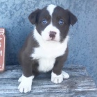 Prod�m �t��ata border kolie