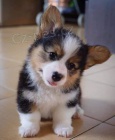 Prod�m �t��ata Pembroke Welsh Corgi.