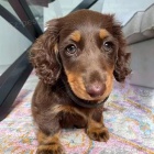 Zdrav� a kr�sn� �t��ata jezev��k� a jezev��k� na prodej.