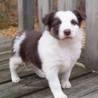 Prod�m �t��ata border kolie