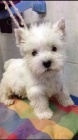 hra�ka miniaturn� �t��ata feny a psa West Highland White Terriers na prodej