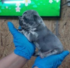 Exotick� Francouzsk� buldo�ek