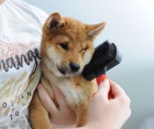 Shiba Inu �t��ata