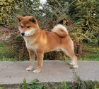 Shiba Inu �t��ata