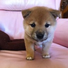 Prod�m �t��ata Shiba Inu