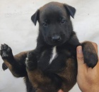 Belgick� ov��k �t��ata