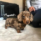 mini �t��ata kr�tkosrst�ch jezev��k� na prodej k leto�n�m V�noc�m