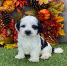 Havanese �t��ata na prodej.