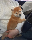 Prod�m �t��ata shiba inu