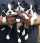 Prod�m �t��ata mini bostonsk�ho teri�ra