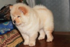 N�dhern� �istokrevn� �t��ata Chow Chow k adopci