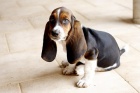 roztomil� �t���tka bassethounda k adopci