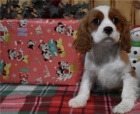 �t��ata Cavalier king charles spanel