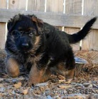 Prod�m �t��ata n�meck�ho ov��ka