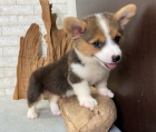 Prod�m �t��ata Welsh Pembroke Corgi.