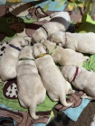 Labrador retriever s PP (�lut� labrador)