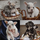 Exotick� francouzsk� buldo�ek